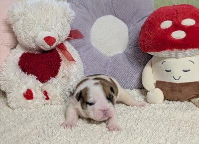 Les chiots de Bulldog Anglais