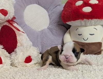Les chiots de Bulldog Anglais