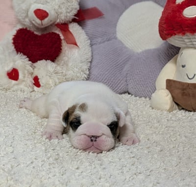 Les chiots de Bulldog Anglais