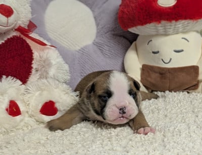 Les chiots de Bulldog Anglais