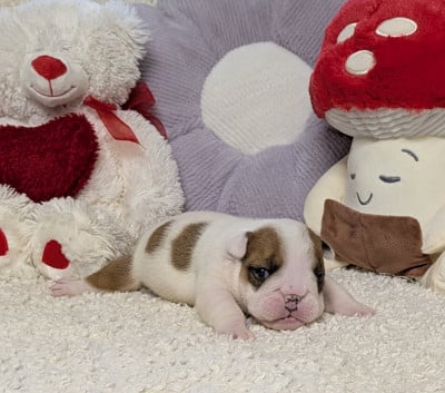 Les chiots de Bulldog Anglais