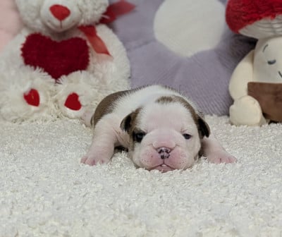 Les chiots de Bulldog Anglais