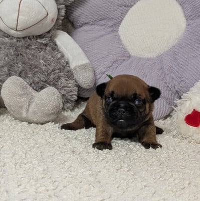 Les chiots de Bouledogue français