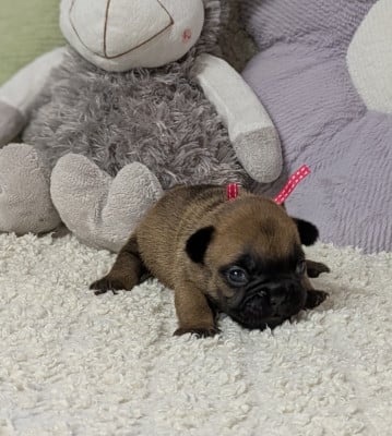 Les chiots de Bouledogue français