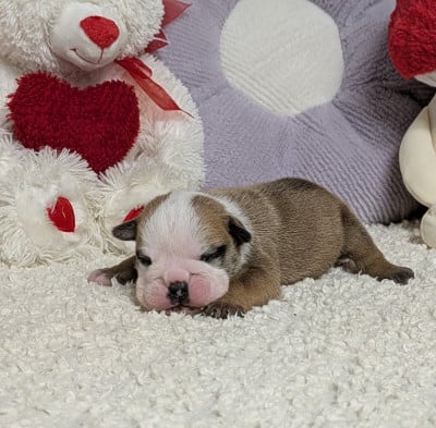 Blaise - Bulldog Anglais