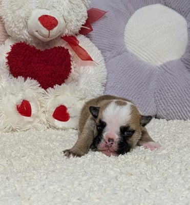 Baïa - Bulldog Anglais