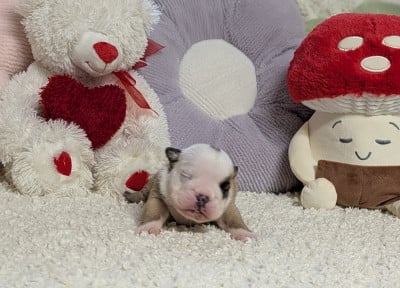 Bettina - Bulldog Anglais