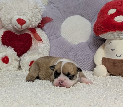 Bess - Bulldog Anglais