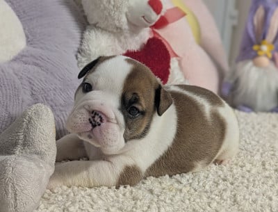 Les chiots de Bulldog Anglais