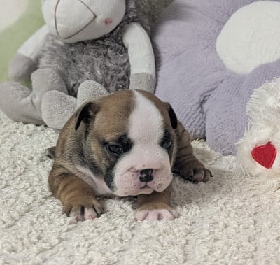 Les chiots de Bulldog Anglais