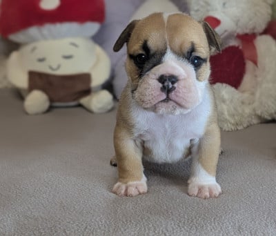 Les chiots de Bulldog Anglais