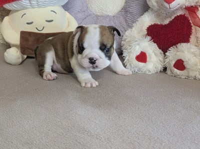 Les chiots de Bulldog Anglais
