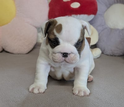 Les chiots de Bulldog Anglais