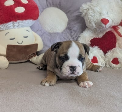 Les chiots de Bulldog Anglais