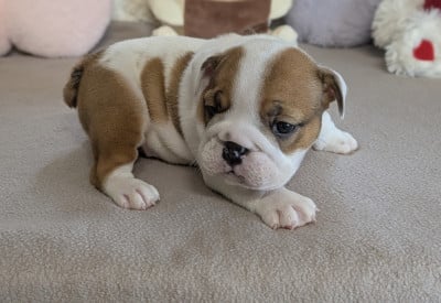 Les chiots de Bulldog Anglais