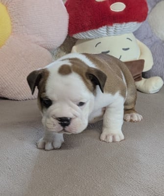 Les chiots de Bulldog Anglais