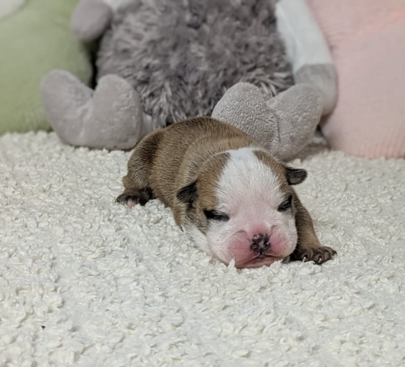 Bulldog Anglais - Du Domaine De Lilounaka