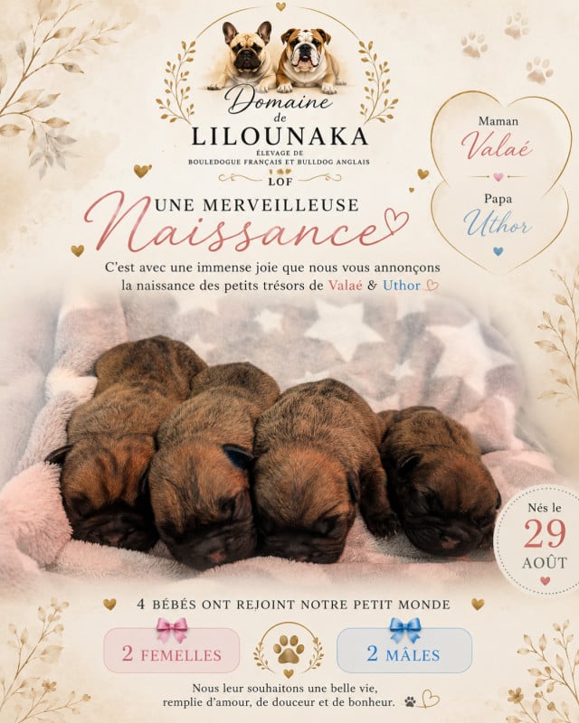 Bouledogue français - Du Domaine De Lilounaka