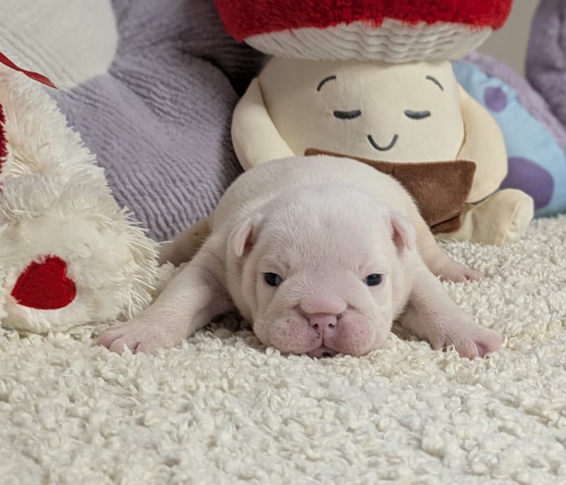 Bulldog Anglais - Du Domaine De Lilounaka