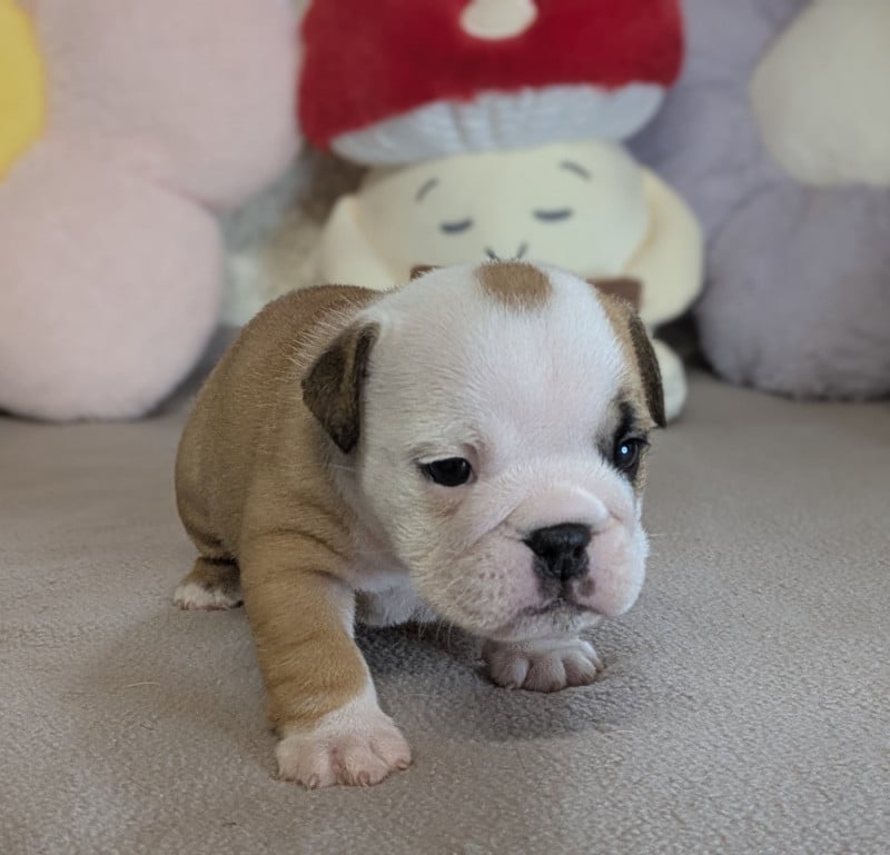Bulldog Anglais - Du Domaine De Lilounaka