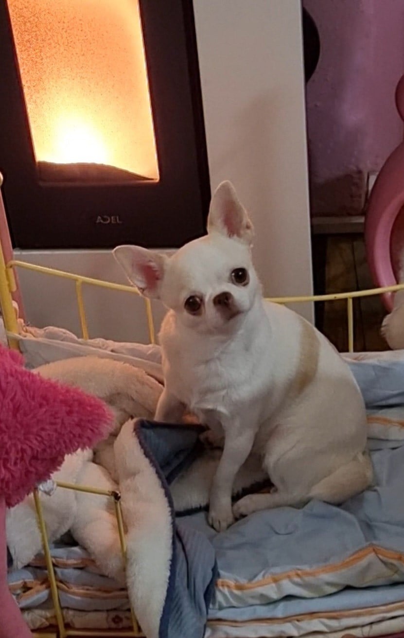 Rosa flower Des Gentils Coquelicots