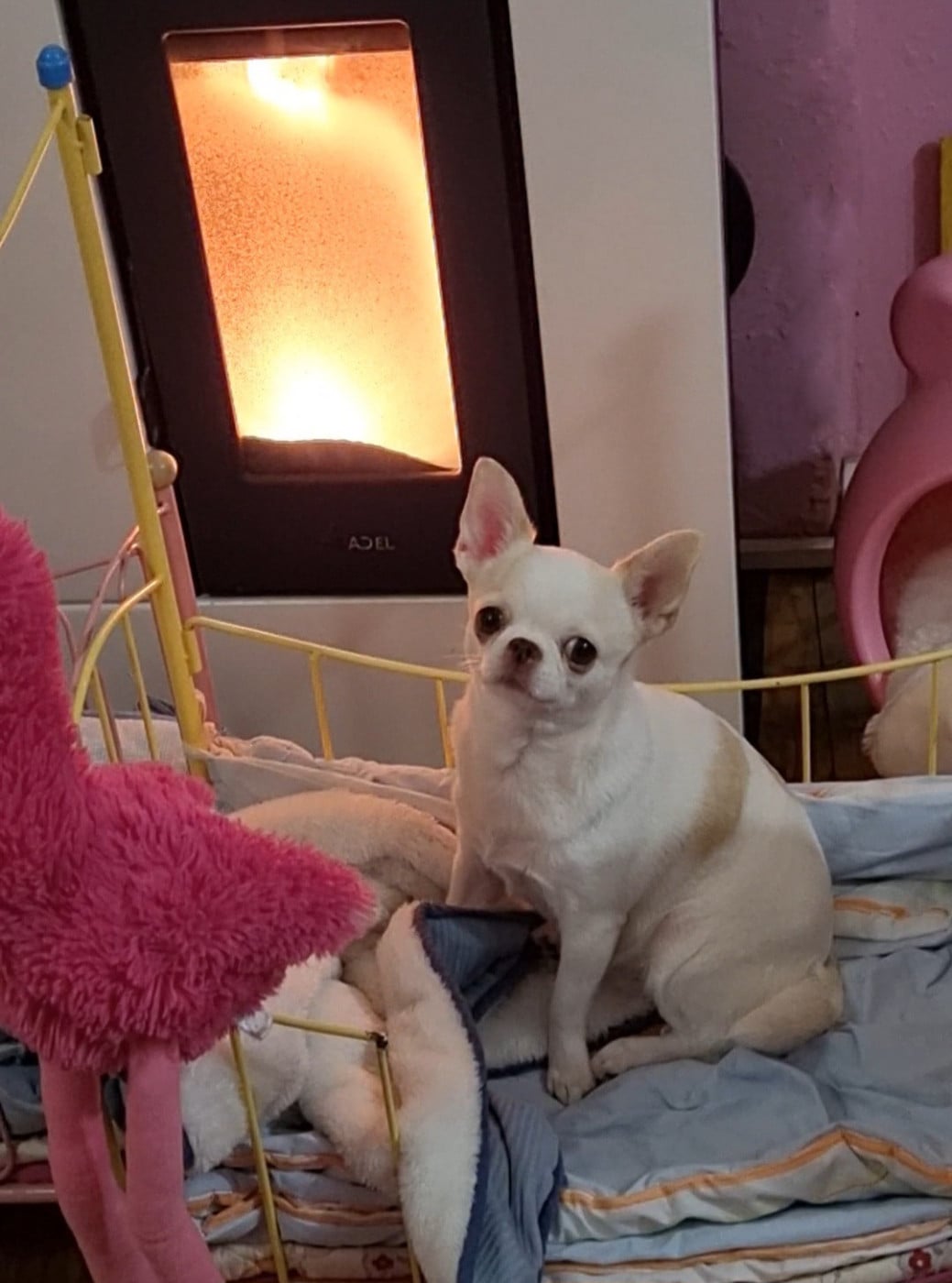 Rosa flower Des Gentils Coquelicots