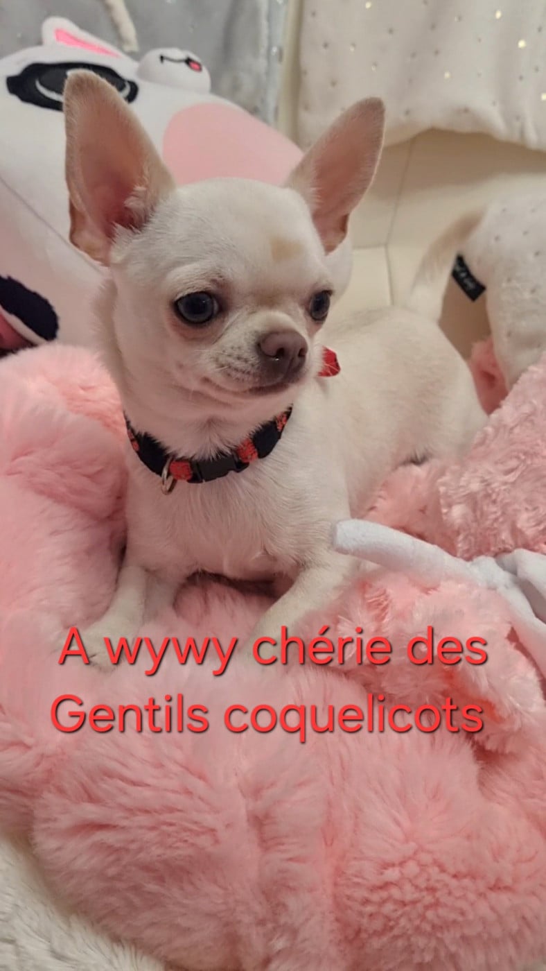 Chihuahua - Des Gentils Coquelicots