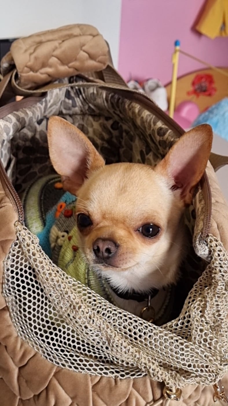 Chihuahua - Des Gentils Coquelicots