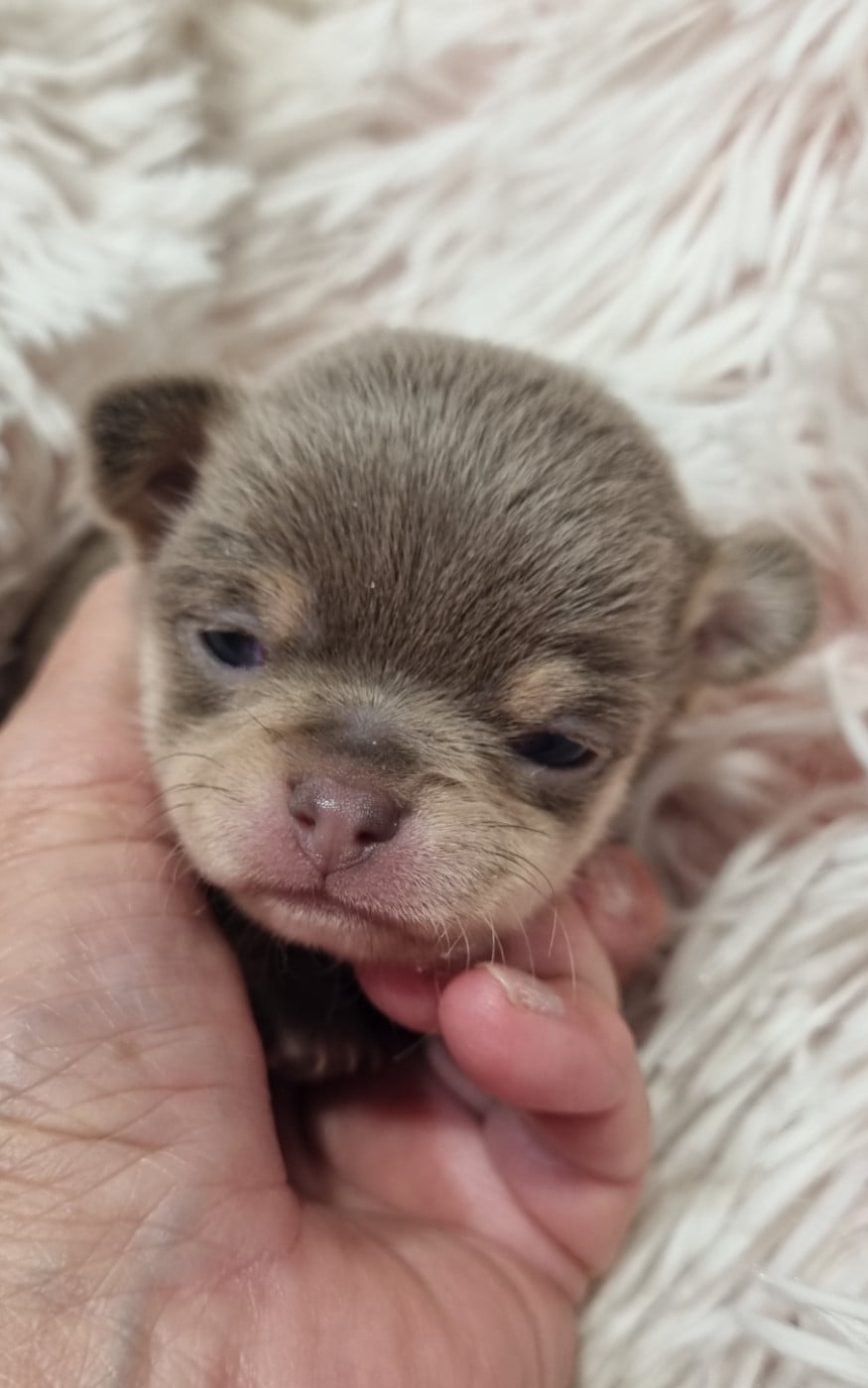 Chiot N°1 - Chihuahua