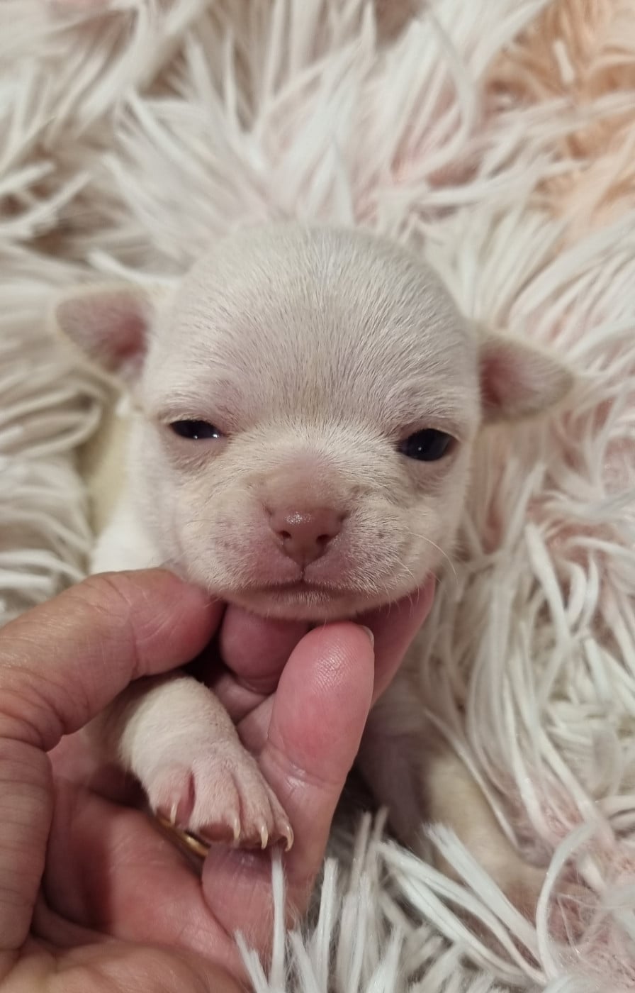 Chiot N°2 - Chihuahua