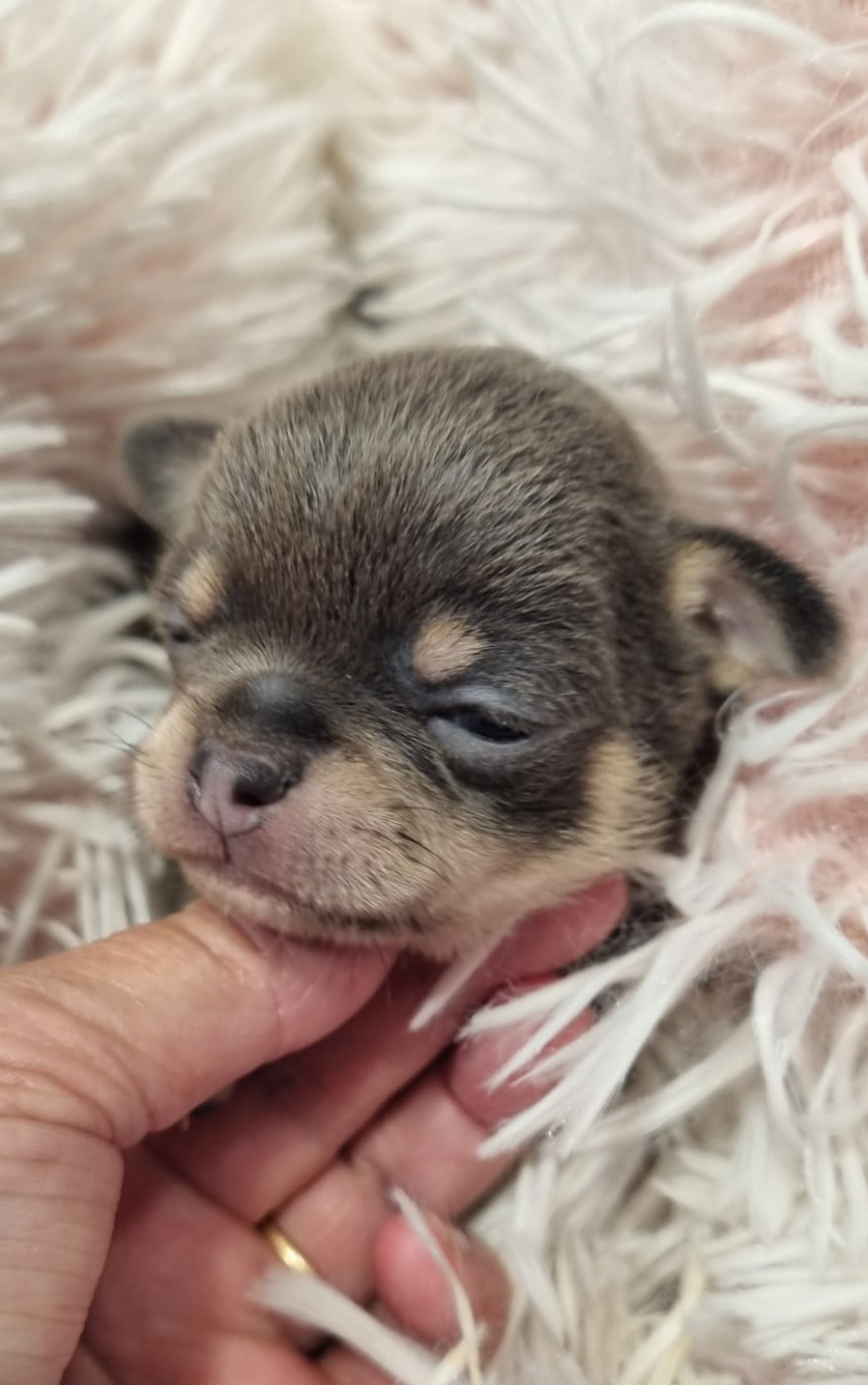 Chiot N°3 - Chihuahua