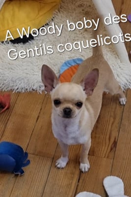 Les chiots de Chihuahua