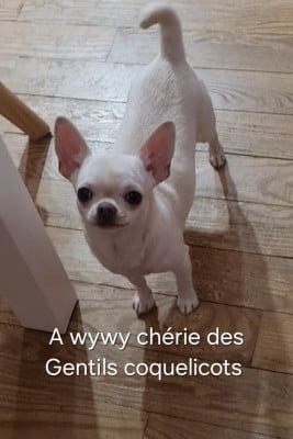 Les chiots de Chihuahua