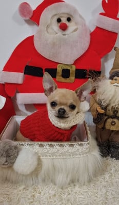 Les chiots de Chihuahua