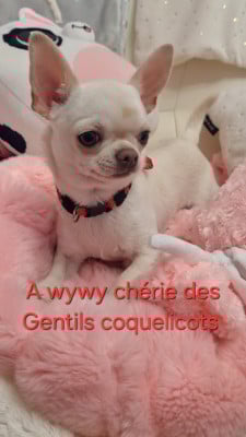Les chiots de Chihuahua