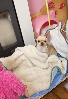 Les chiots de Chihuahua