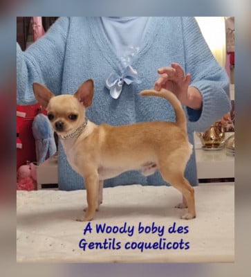 Les chiots de Chihuahua