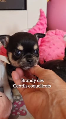Les chiots de Chihuahua