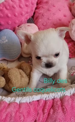 Les chiots de Chihuahua