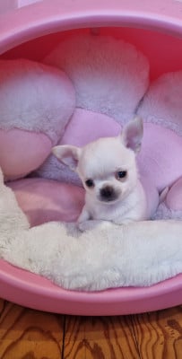 Les chiots de Chihuahua