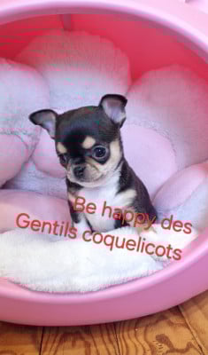 Les chiots de Chihuahua