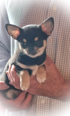 Les chiots de Chihuahua