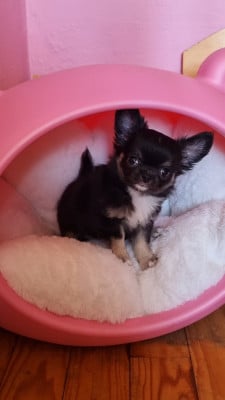 Les chiots de Chihuahua