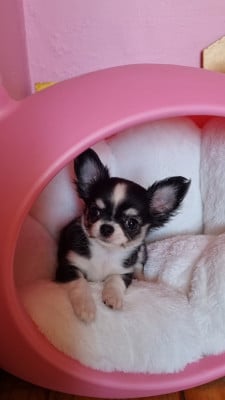 Les chiots de Chihuahua