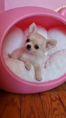 Les chiots de Chihuahua