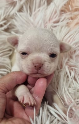 Les chiots de Chihuahua