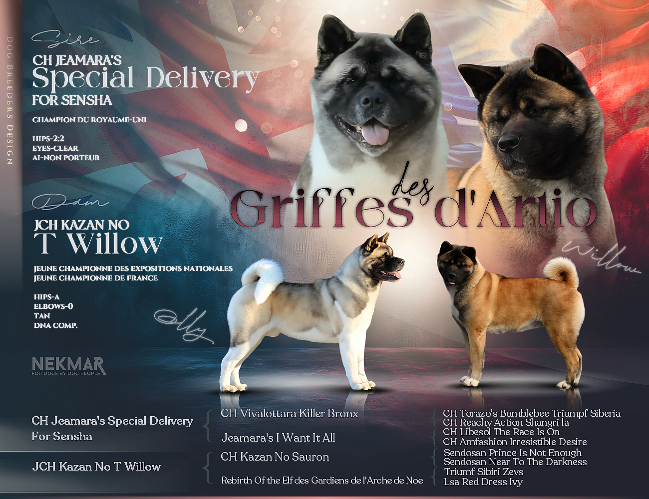 Akita americain - Des Griffes D'Artio