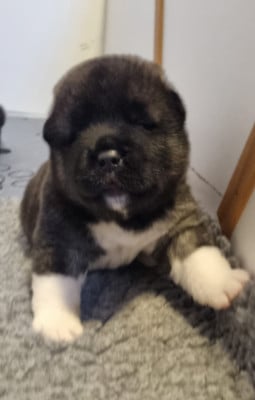 Les chiots de Akita americain