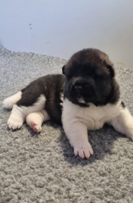 Les chiots de Akita americain