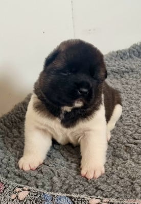 Les chiots de Akita americain